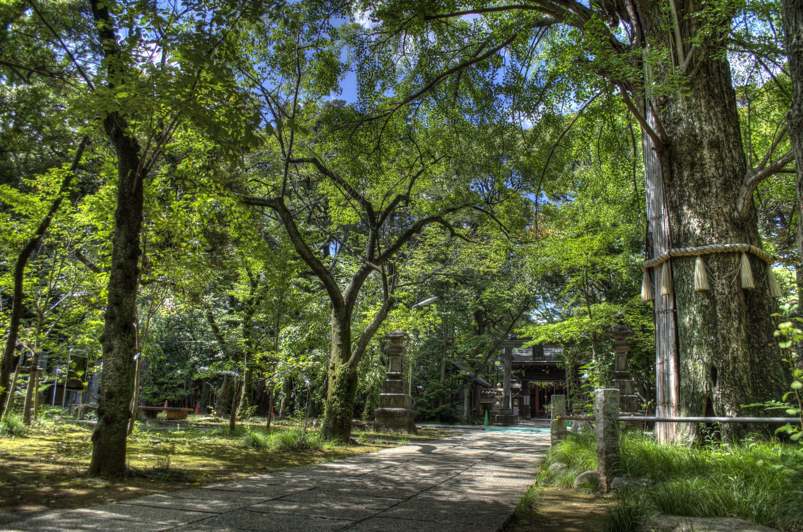Great ginkgo tree and wooded grounds at Akasaka Hikawa Shrine