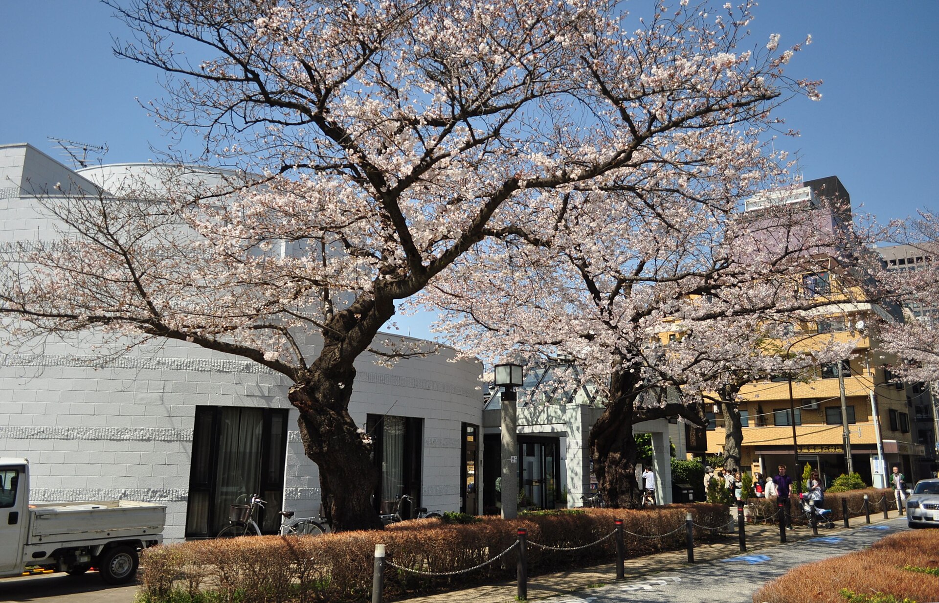 Tree-lined paths and graves within Aoyama Cemetery in Minami-Aoyama