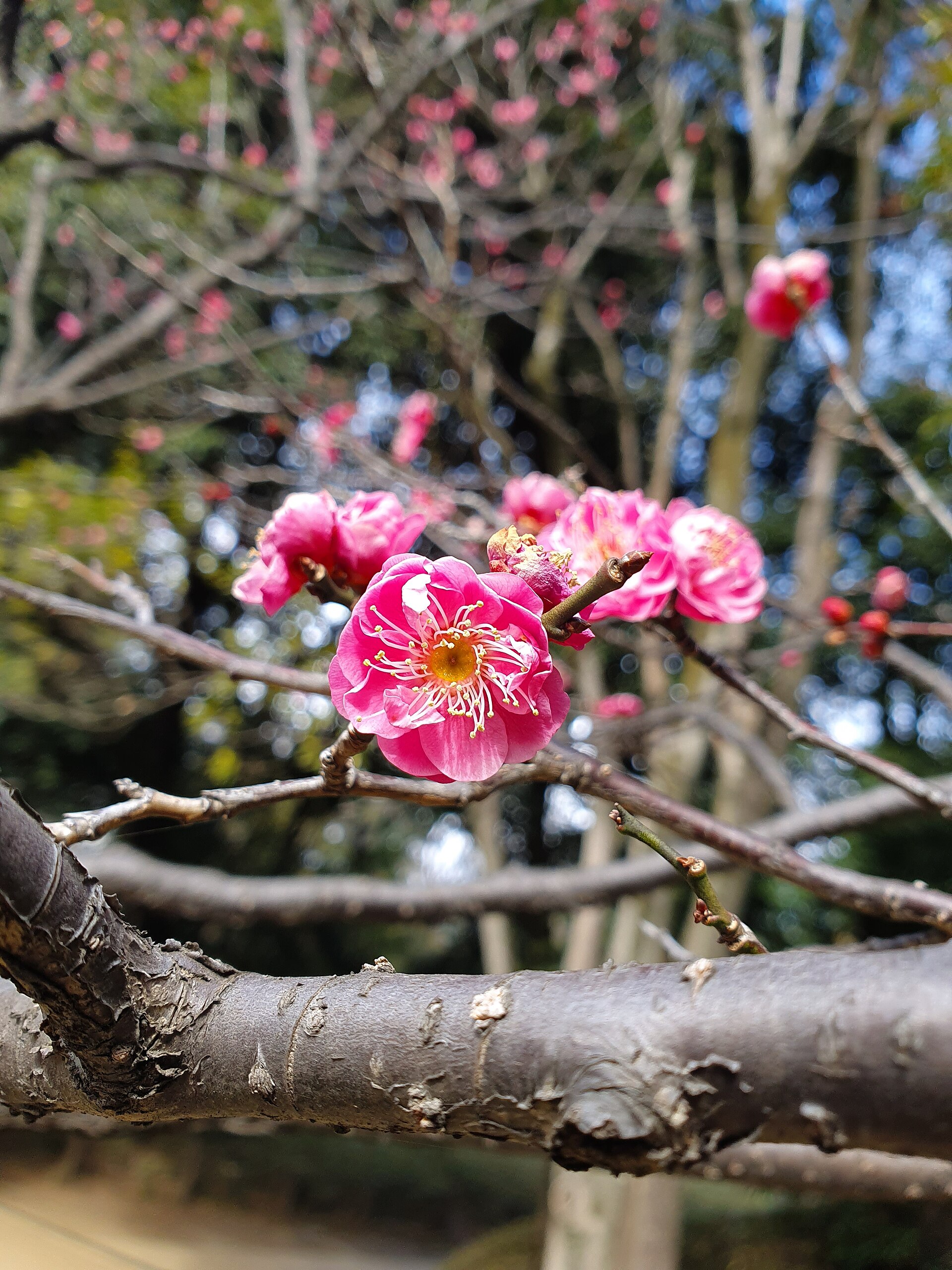 A wooded slope and path in Arisugawa-no-miya Memorial Park, Minami-Azabu