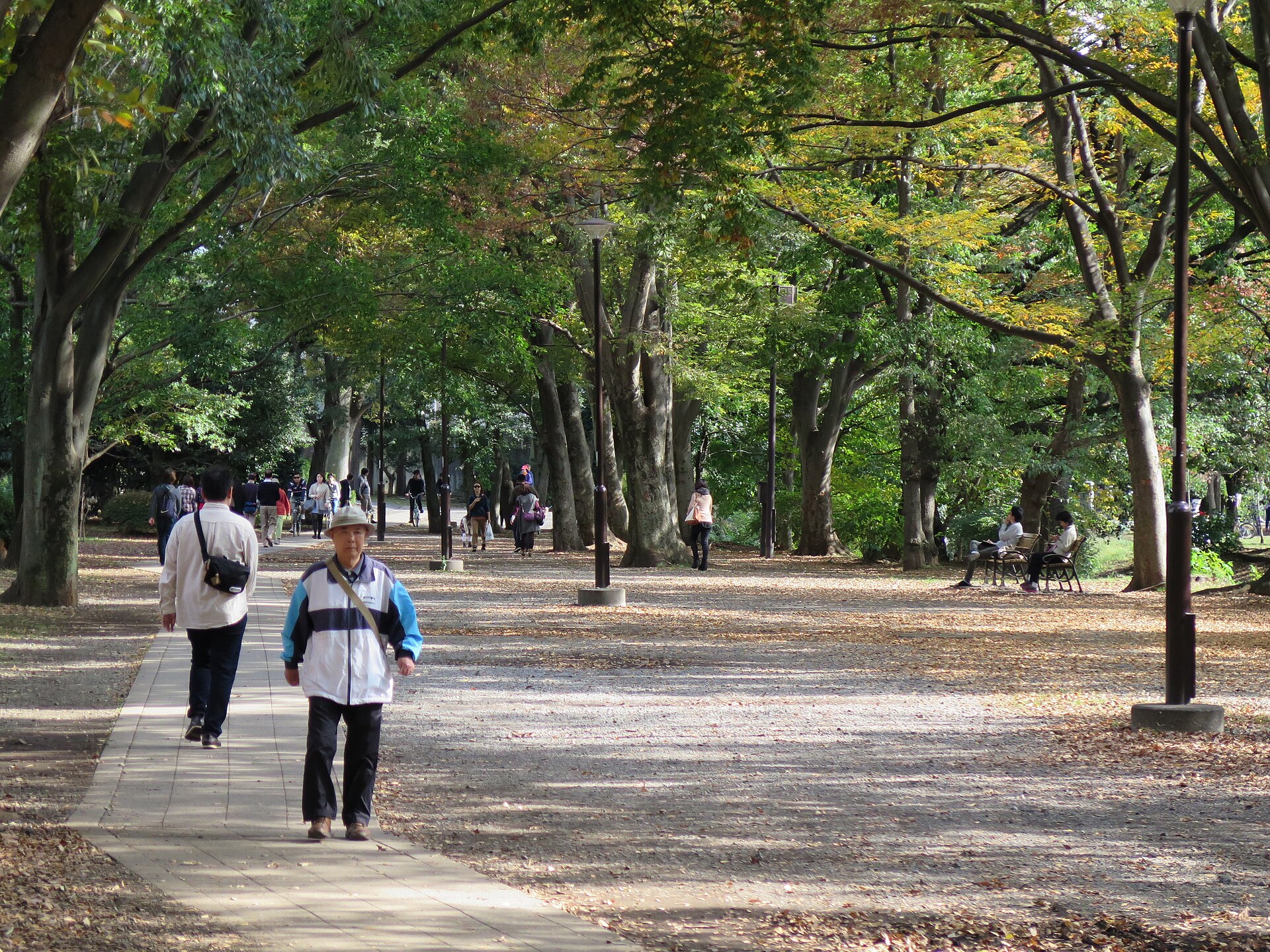 Open wooded area in Inokashira Park during autumn