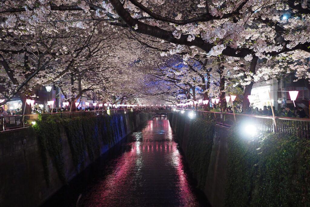 Cherry blossoms illuminated at night along the Meguro River near Naka-meguro