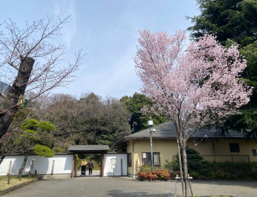 桜が咲く菅刈公園の和館入口