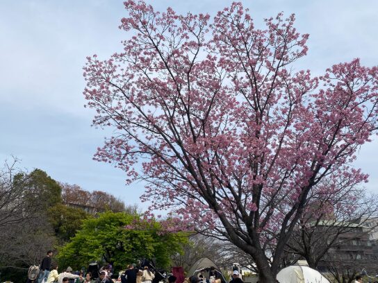 大きな桜が咲く西郷山公園の広場