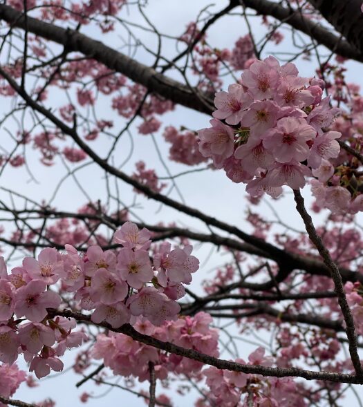 枝いっぱいに咲いた淡いピンク色の桜の花