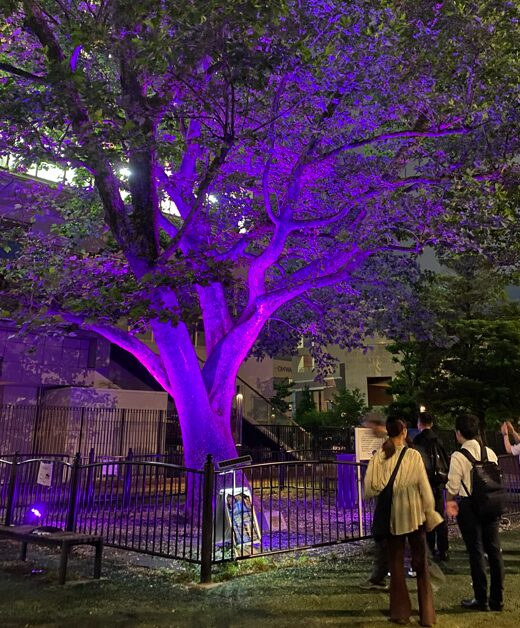 ライトアップされたプラタナスの木と参加者