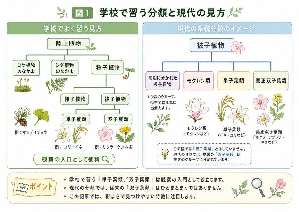学校で習う植物分類と現代の系統分類の違いを示した図