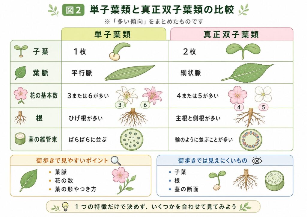 単子葉類と真正双子葉類の子葉、葉脈、花、根、維管束の比較