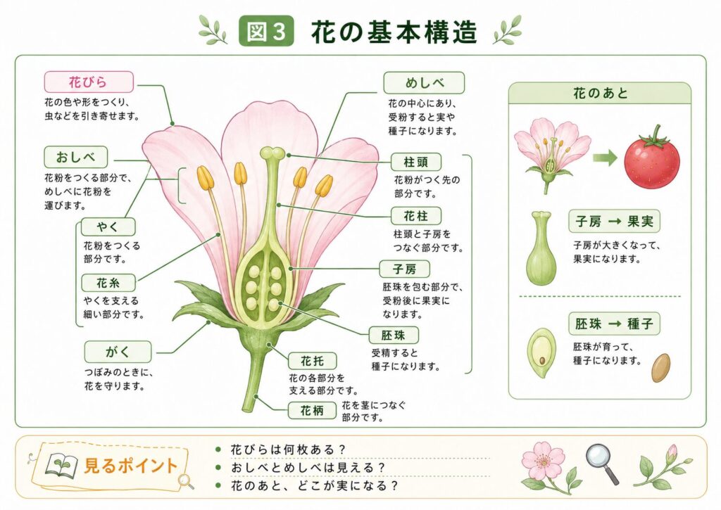 花びら、がく、おしべ、めしべ、子房、胚珠など花の基本構造