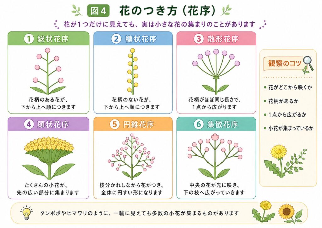 総状花序、穂状花序、散形花序、頭状花序、円錐花序、集散花序の比較