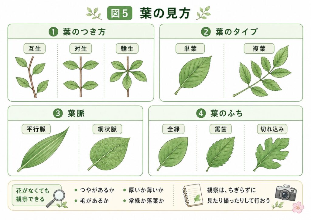 互生、対生、輪生、単葉、複葉、平行脈、網状脈、葉の縁の比較