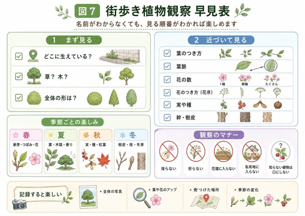 街歩きで植物を観察する順番と季節ごとの見どころをまとめた早見表