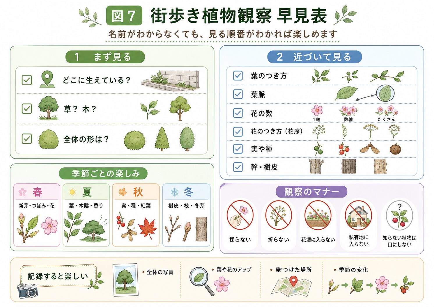 街歩きで植物を観察する順番と季節ごとの見どころをまとめた早見表