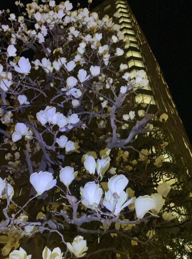 夜の街歩き中に見かけた白いハクモクレンの花