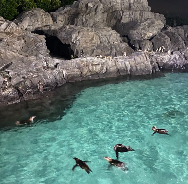 夜の葛西臨海水族園で泳ぐペンギン