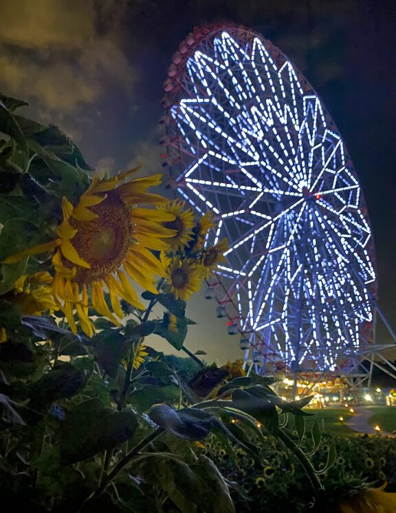 葛西臨海公園のひまわりと夜の観覧車