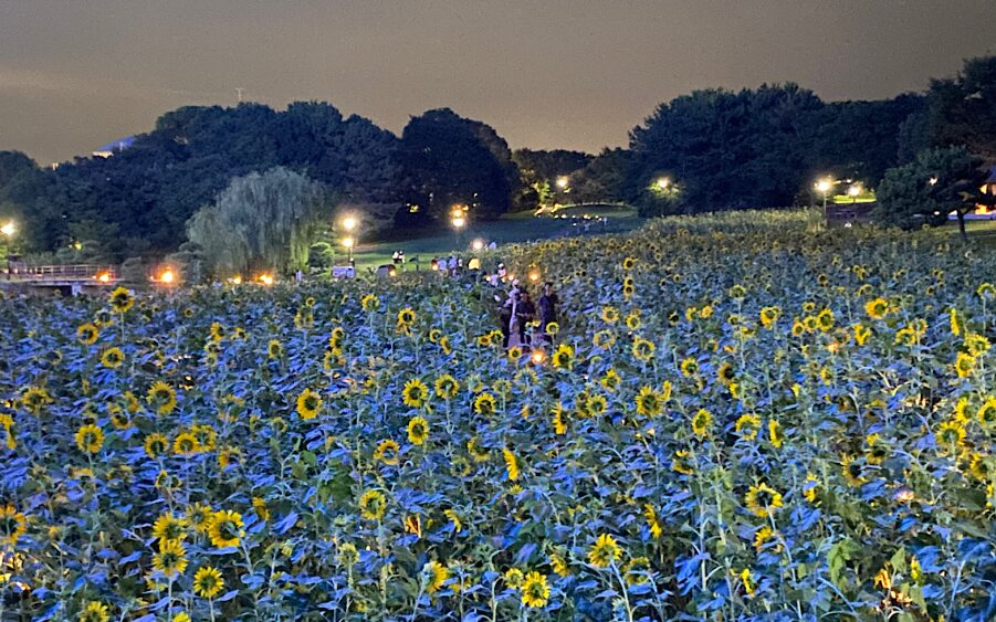 葛西臨海公園の夜のひまわり畑
