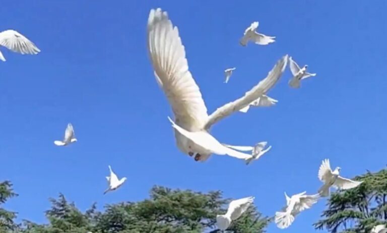 珍しい白鳩の放鳩式|終戦記念日の靖国神社にいこう【開催レポート】