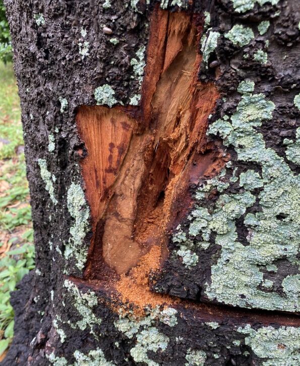 猿江恩賜公園の樹木に残る傷跡と樹皮の様子