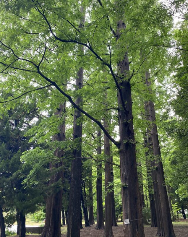 猿江恩賜公園のメタセコイアが並ぶ濃い緑の森