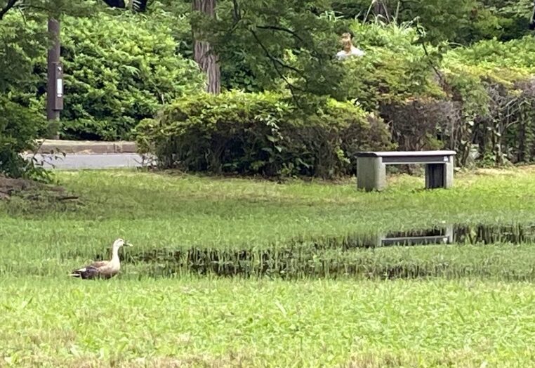 猿江恩賜公園の雨上がりの水たまりに来た鴨