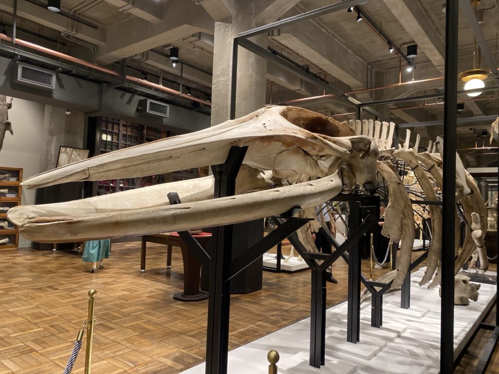 インターメディアテクに展示された大型鯨類骨格標本