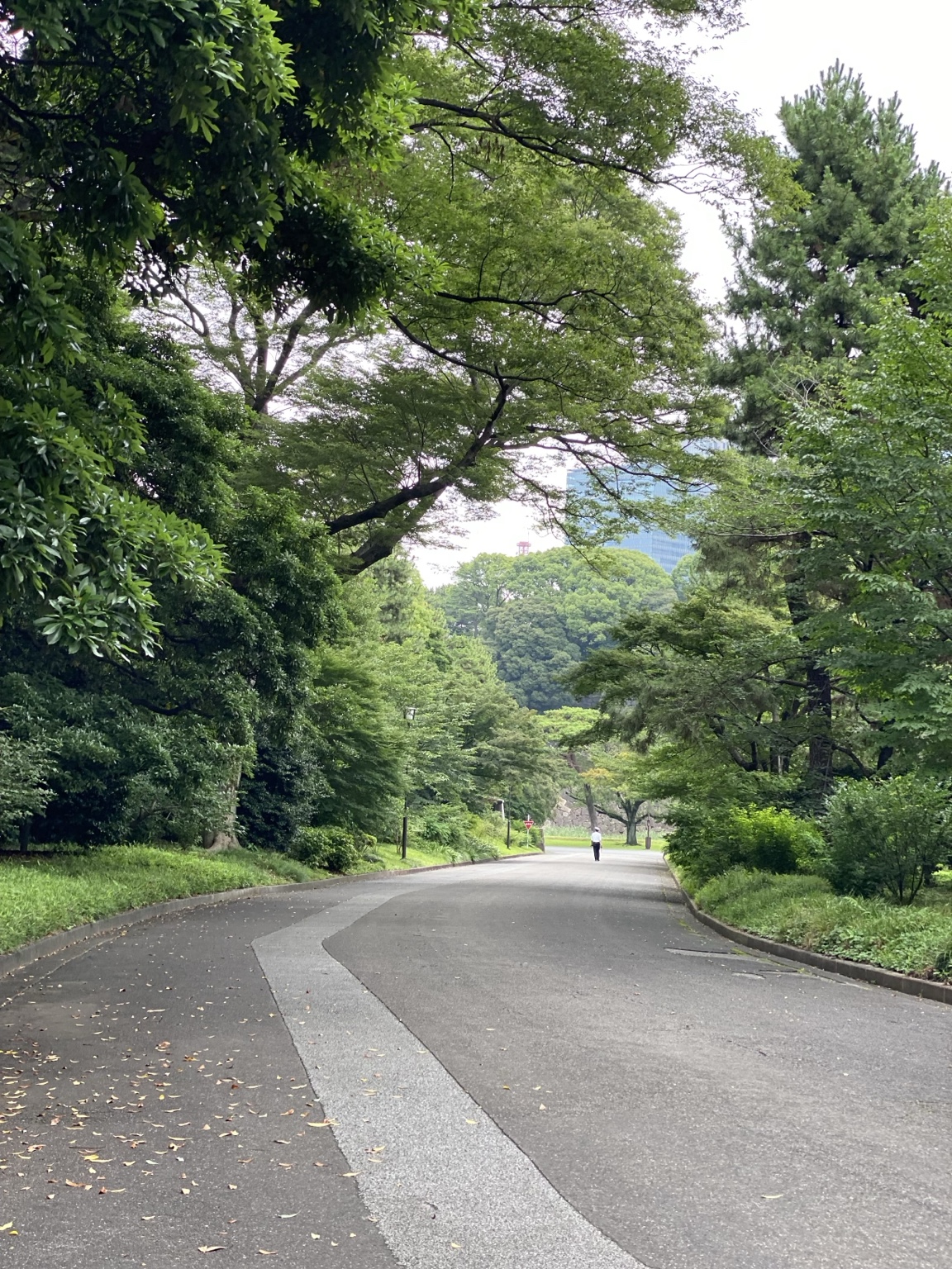 山下通りの木々に囲まれた道