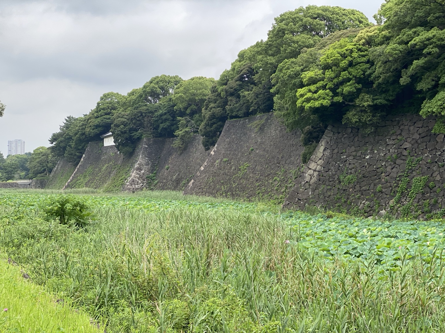 蓮池堀の石垣と蓮の風景