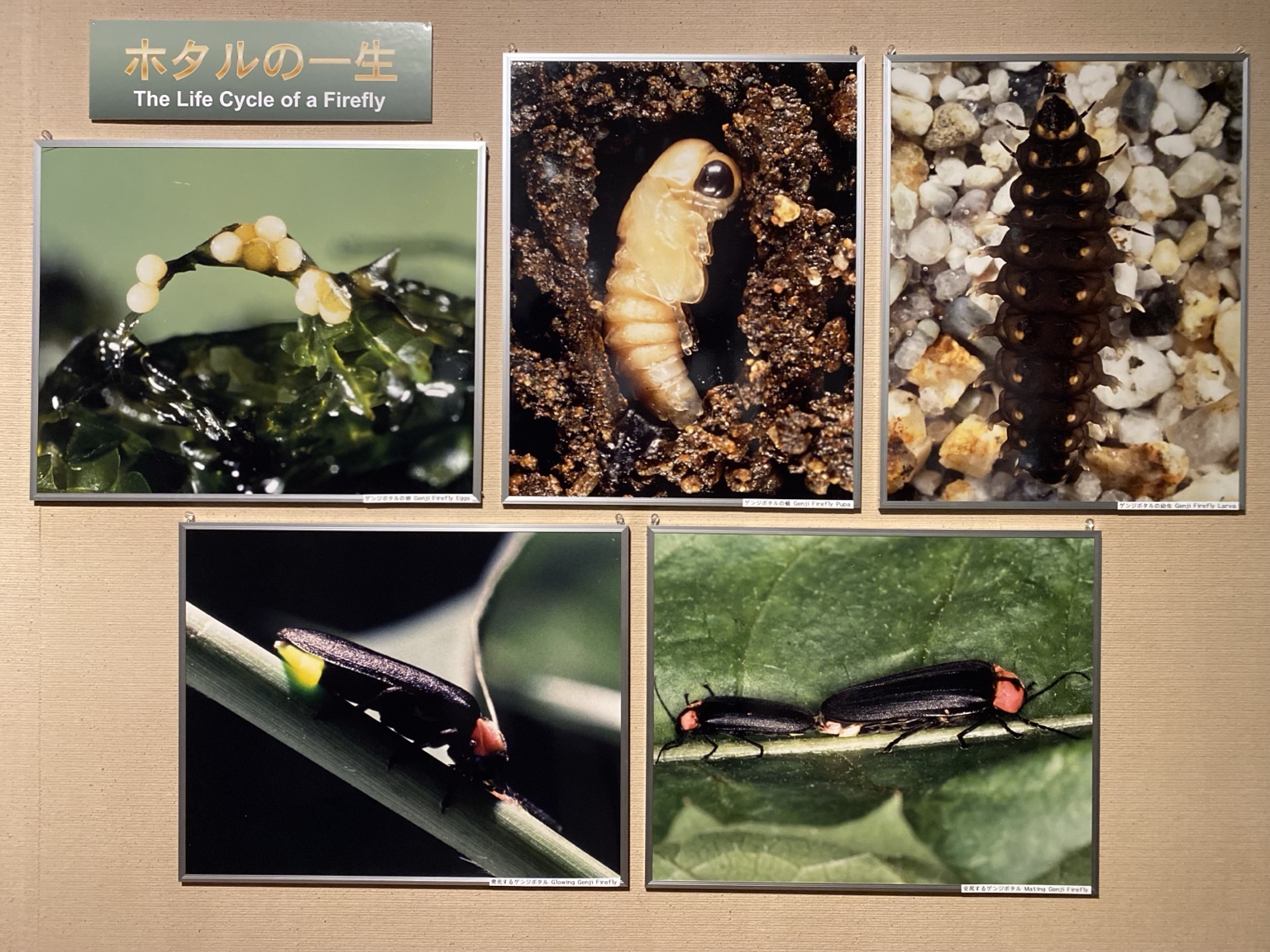 世田谷区立郷土資料館のホタルの一生を紹介する解説展示