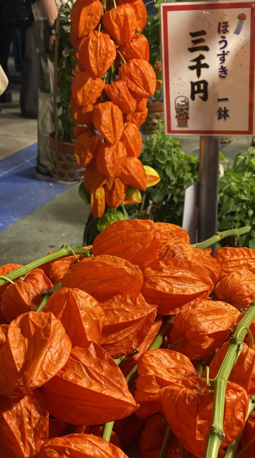 浅草寺ほおずき市で売られていた鮮やかなほおずき