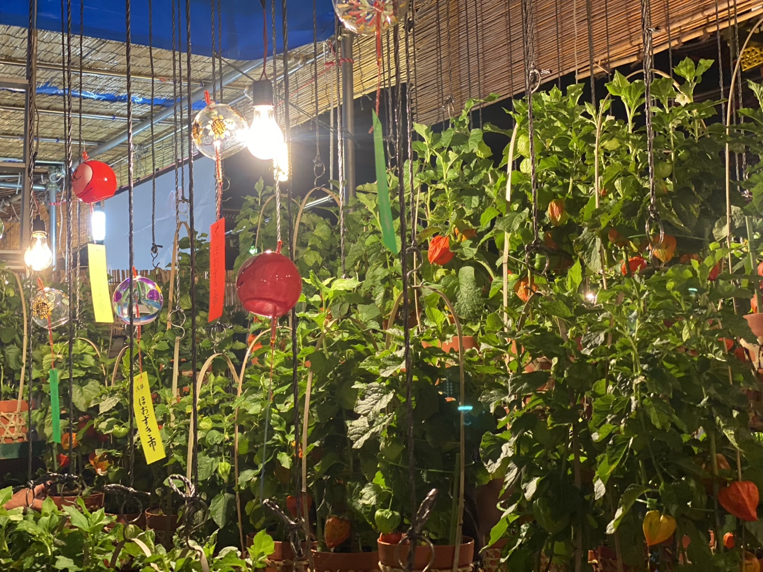 浅草寺ほおずき市の風鈴と鉢植えのほおずき