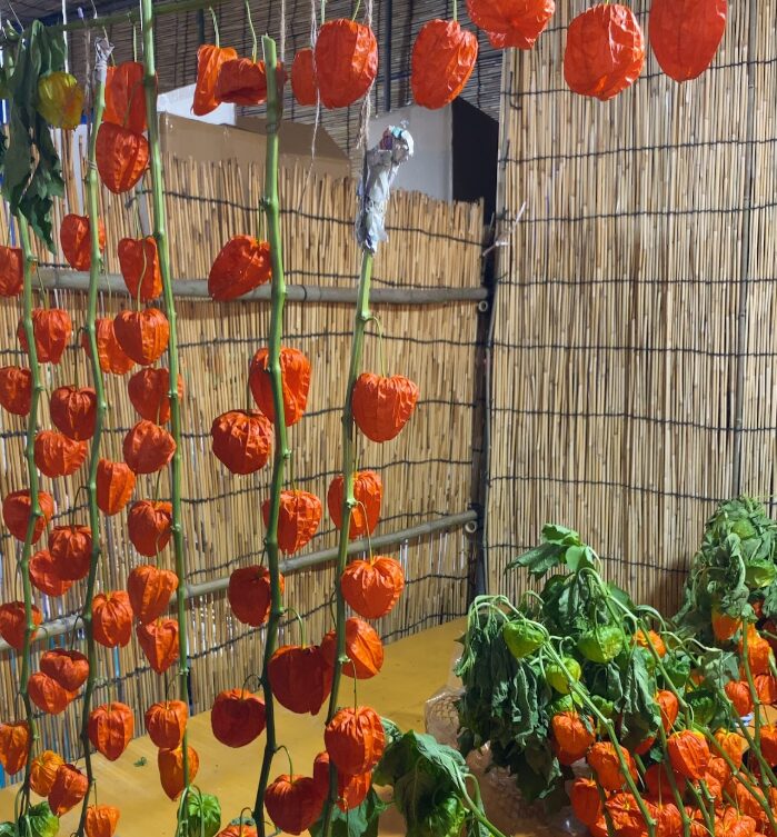 すだれの前に吊るされた赤いほおずきと鉢植え