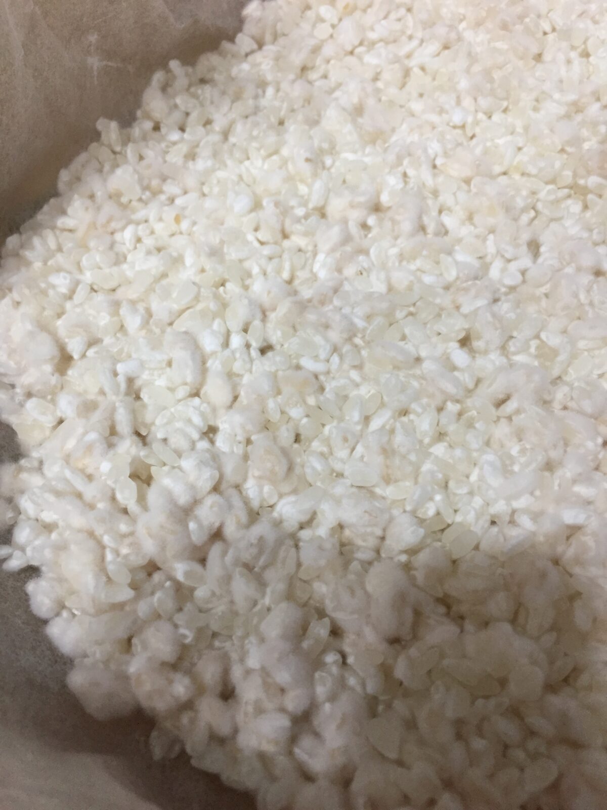 米の表面に麹菌が繁殖した米麹