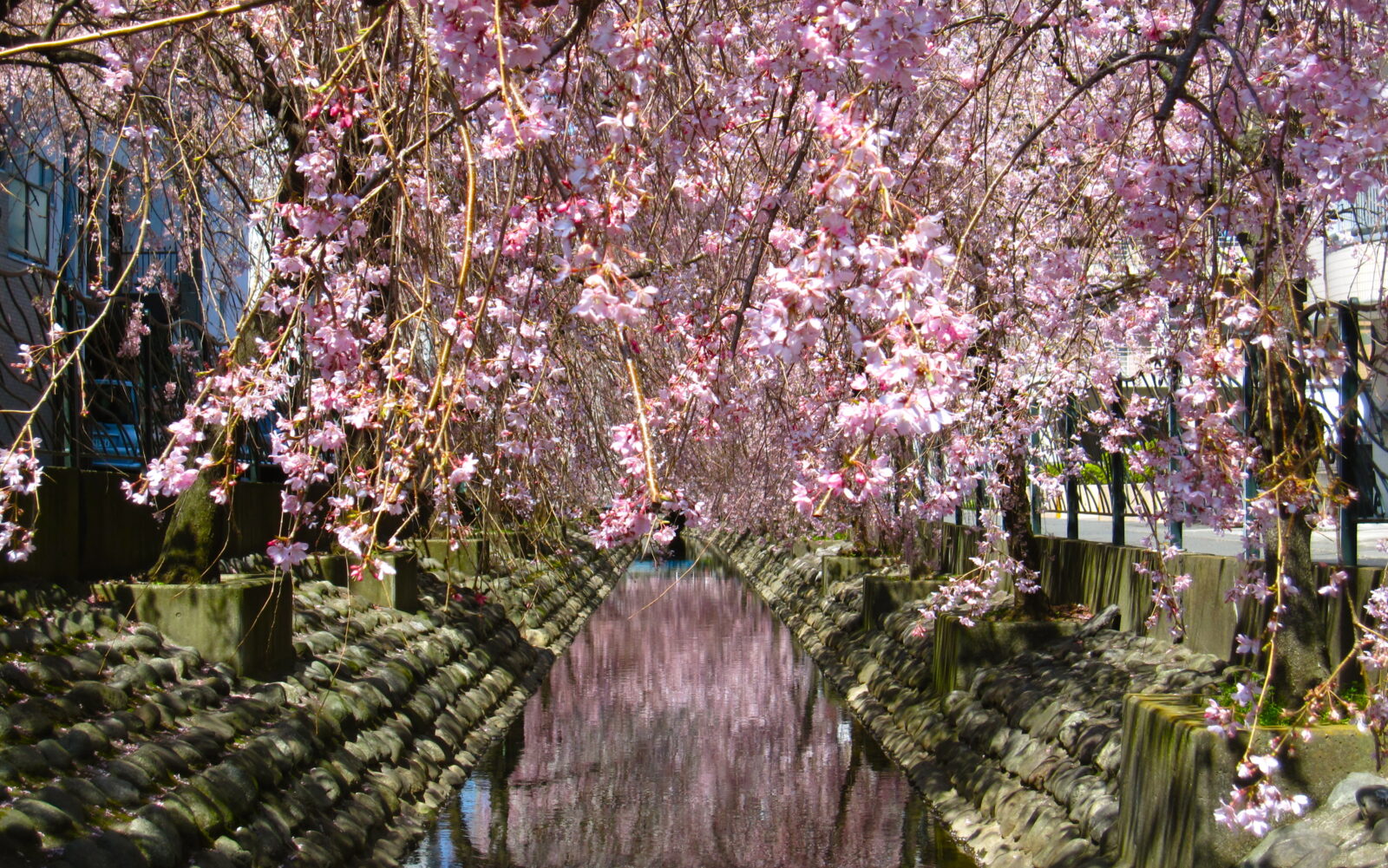 川崎市高津区の二ヶ領用水沿いに咲く桜並木