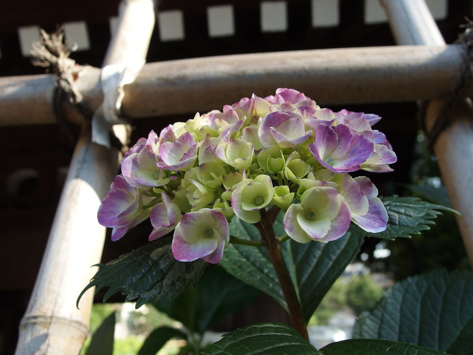 白山神社境内に咲くアジサイ