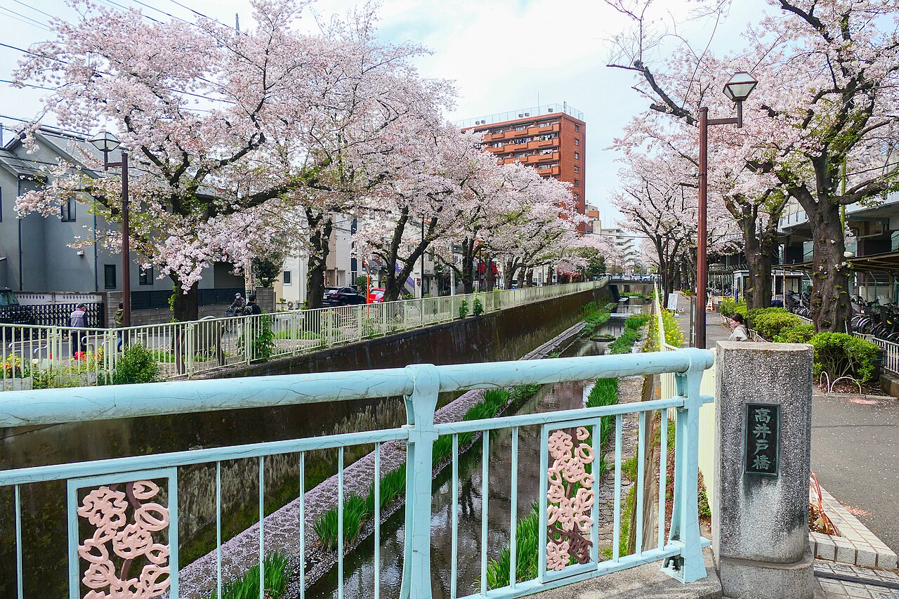 杉並区高井戸地区を流れる神田川と桜並木