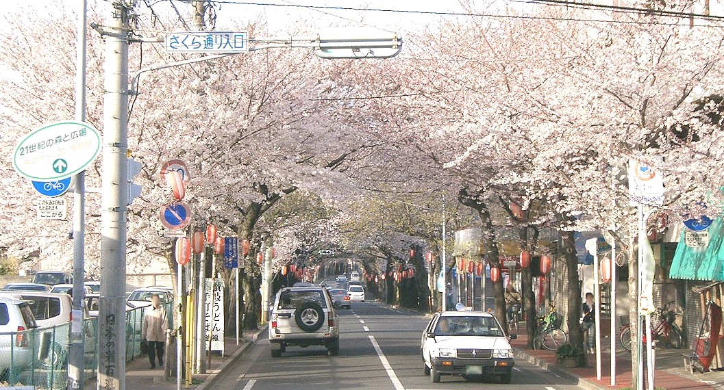 満開の桜がトンネルのように続く常盤平さくら通り