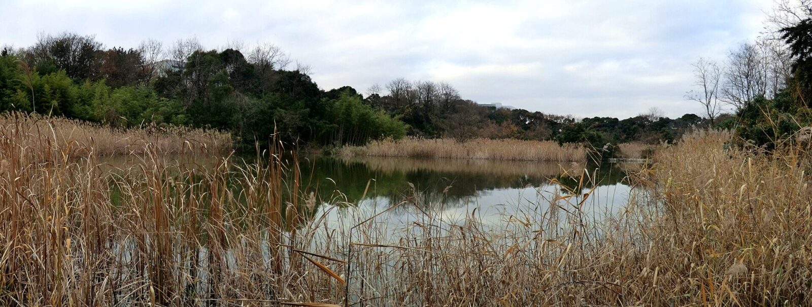 東京港野鳥公園の西淡水池と周囲の草地