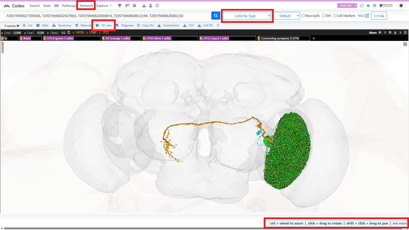 FlyWire Codexの3D Viewerで複数の視覚ニューロンをCell Typeごとに色分けした画面