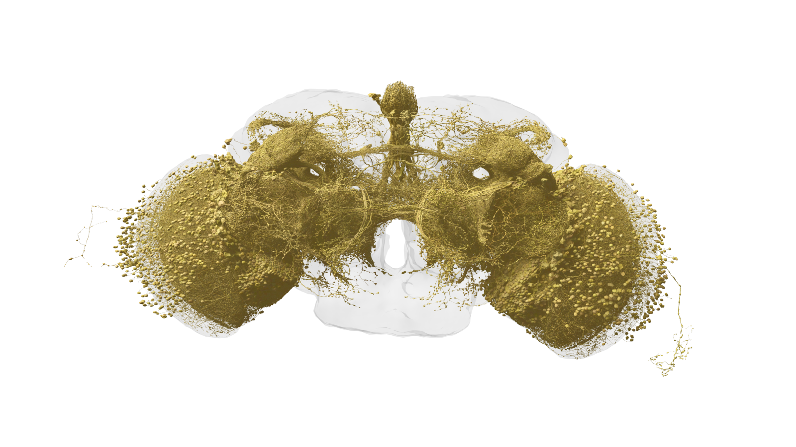 ハエの視覚系と中枢脳を結ぶ約8千個の視覚投射ニューロンの3Dレンダリング