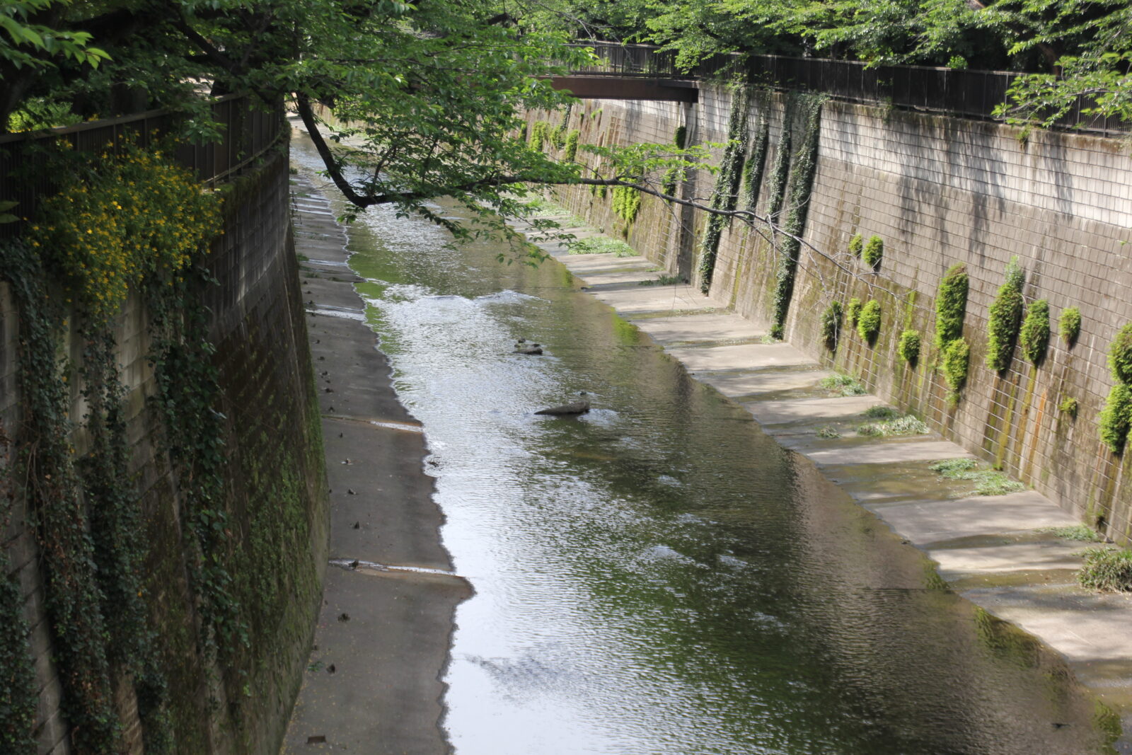 板橋区立加賀公園裏を流れる石神井川