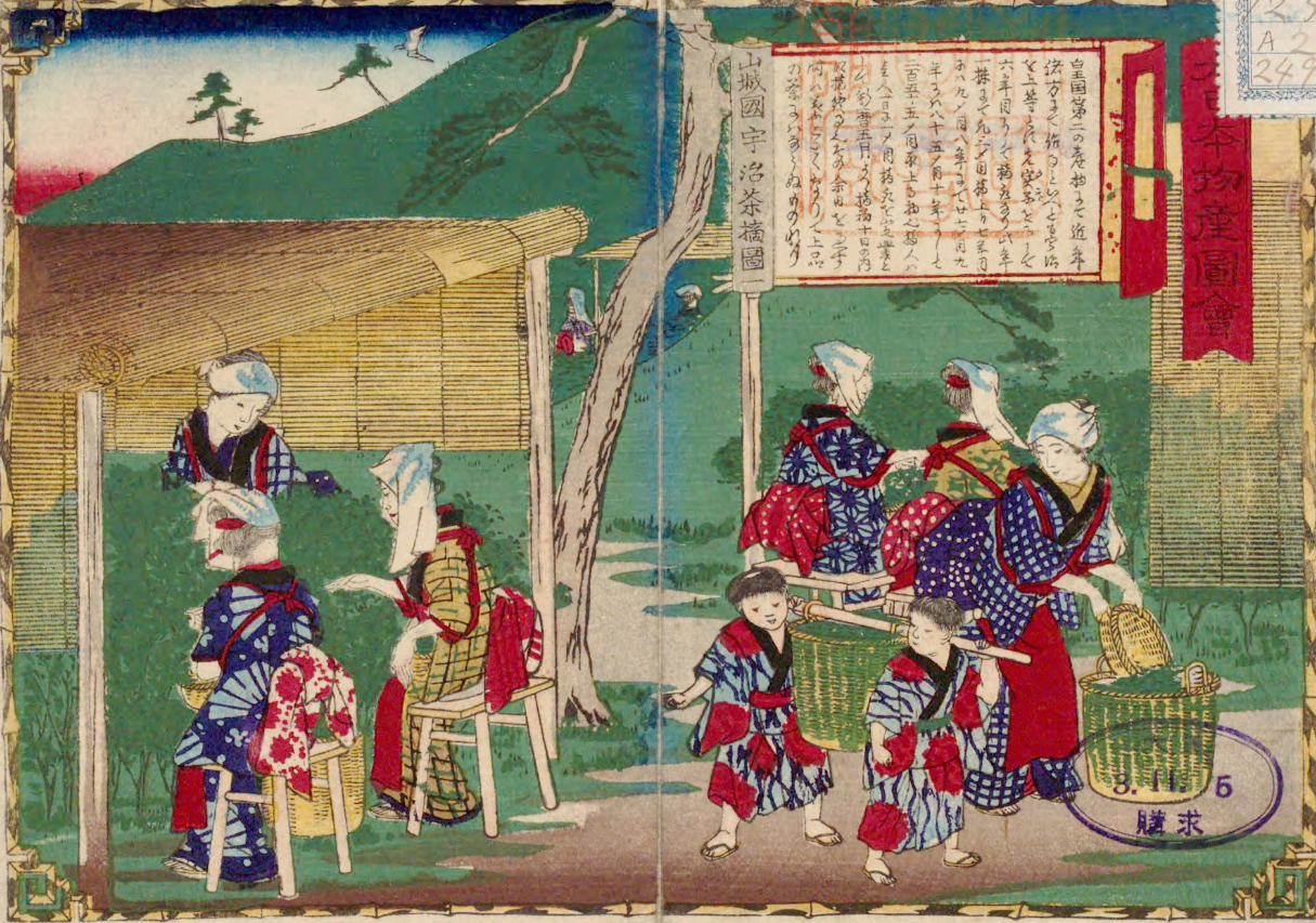 1877年の錦絵に描かれた山城国宇治の茶摘み