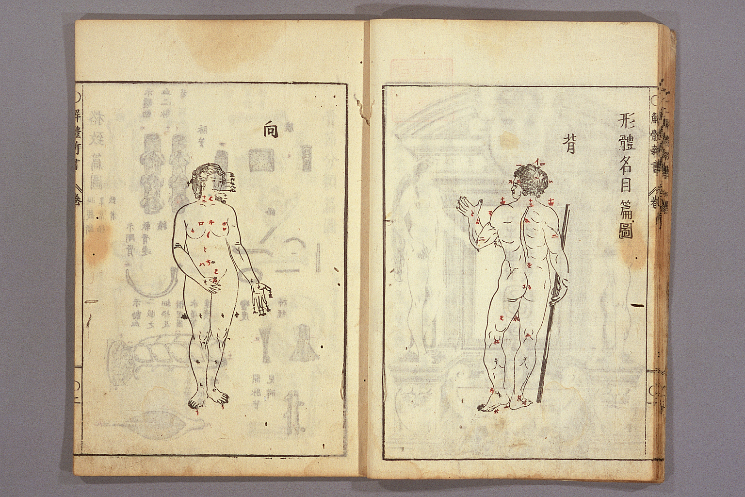 『解体新書』に掲載された人体図