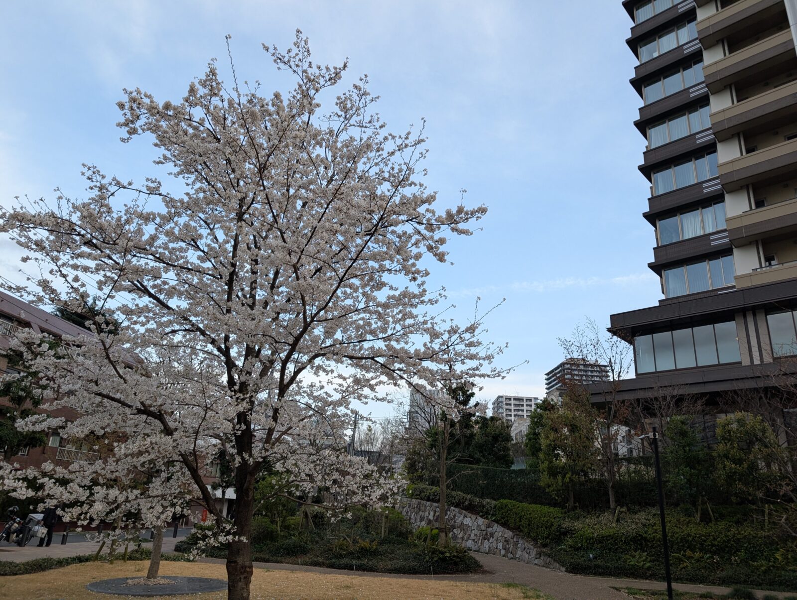 2025年春、目黒川周辺に咲く桜