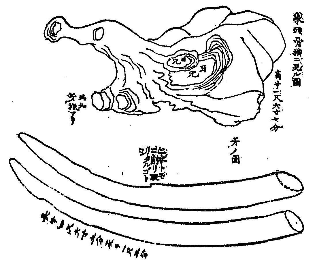 宝仙寺が所蔵していた象の頭骨と牙を描いた明治期の記録
