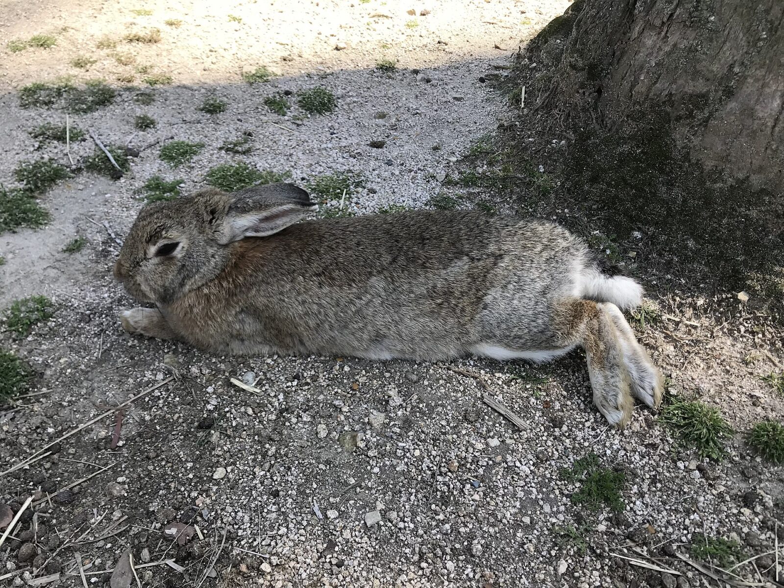 2018年に撮影された大久野島のウサギ