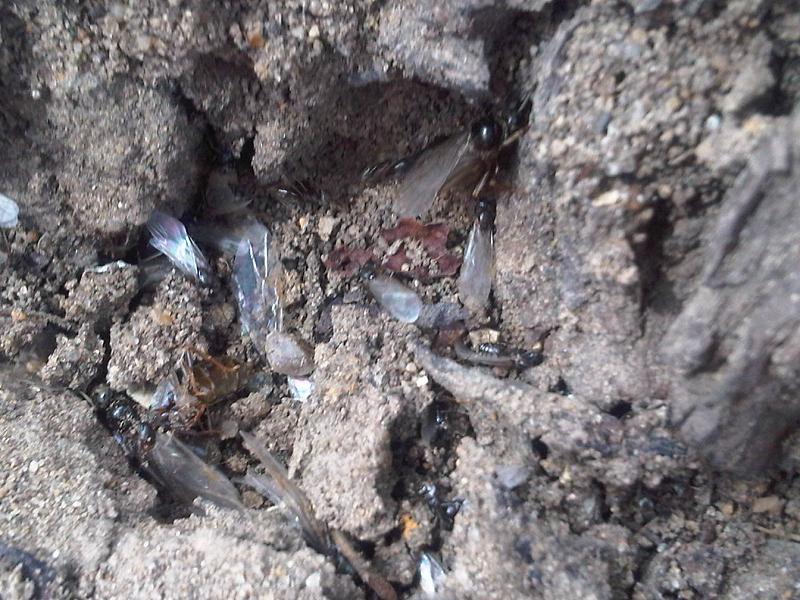 Lasius nigerとみられる女王アリ