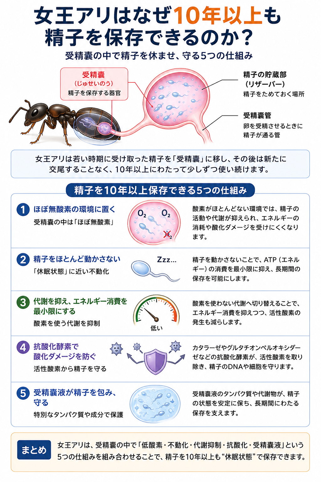 女王アリが精子を10年以上保存できる5つの仕組みを示す図解