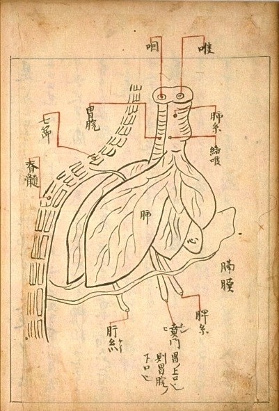 鎌倉時代の医書『頓医抄』に描かれた人体内部の図