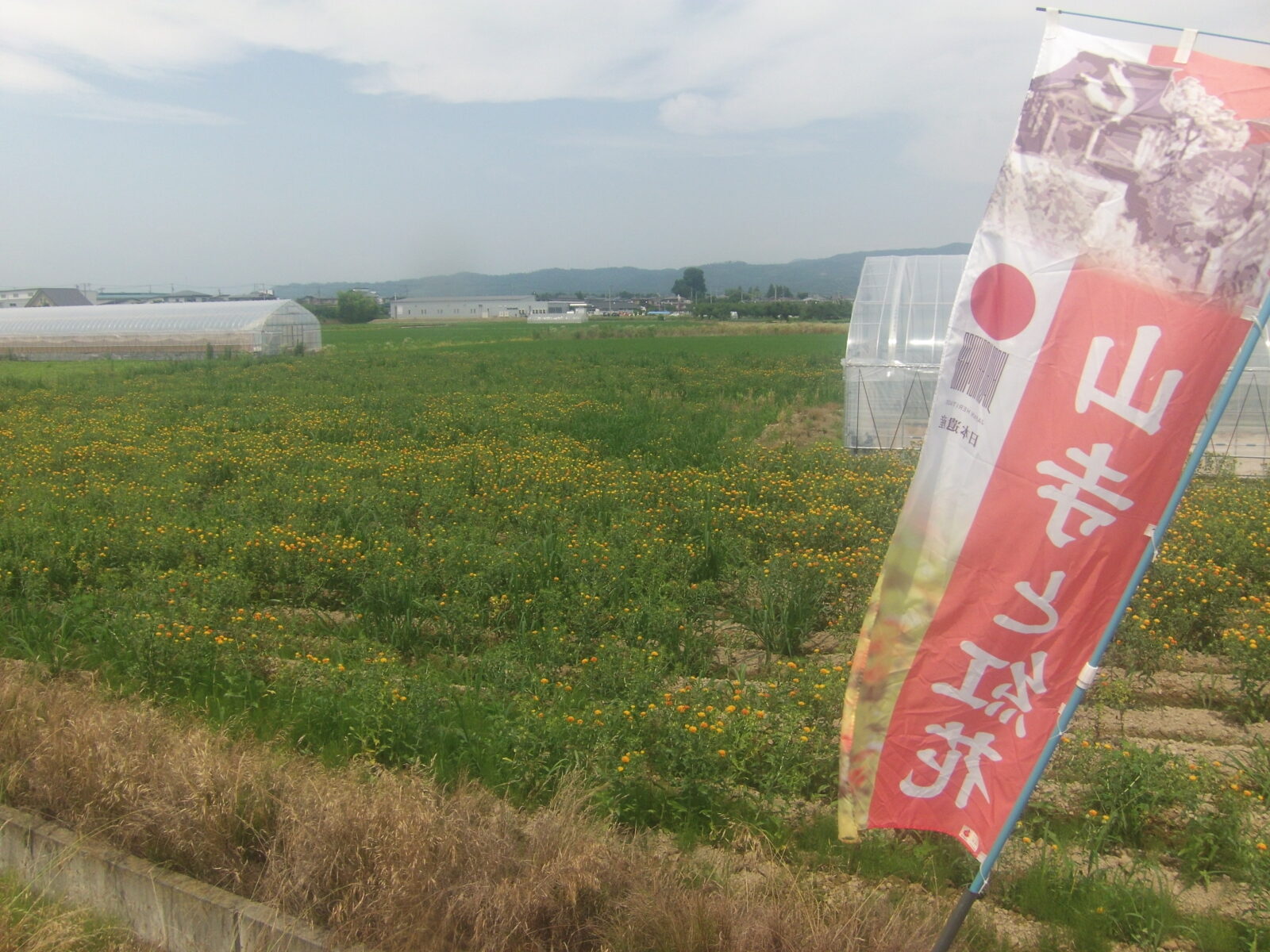 山形県の紅花畑
