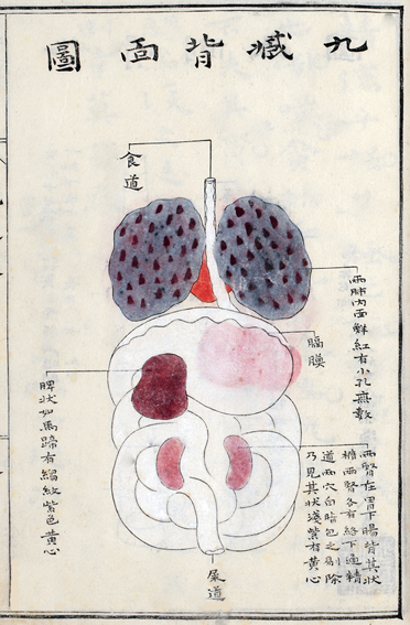 山脇東洋の『蔵志』に描かれた九臓の図